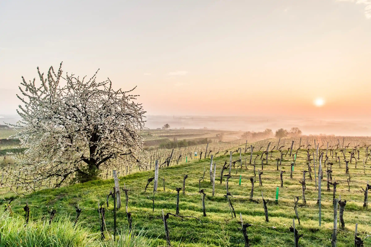Weingut Ott
